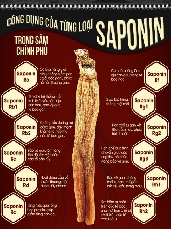 SAPONIN TRONG HỒNG SÂM - TẠI SAO LẠI QUAN TRỌNG?