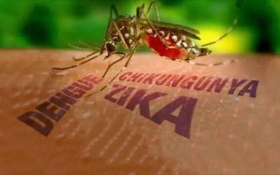 Bệnh Chikungunya "người đi khom lưng" có nguy hiểm không?